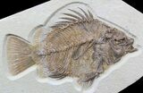 Massive, Priscacara Fossil Fish - World Class Specimen! #48597-1
